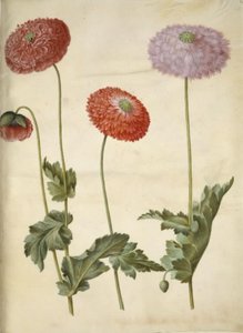 Papaver somniferum (Schlafmohn) von Hans Simon Holtzbecker