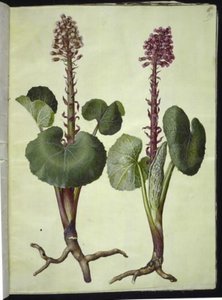 Petasites hybridus (roter Huflattich)
