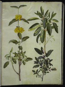 Phlomis fruticosa (gewöhnlicher Löwenschwanz); Salvia officinalis (Heil-Salbei)