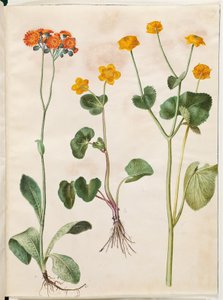 Pilosella aurantiaca (Orangerotes Habichtskraut); Caltha palustris (Sumpfdotterblume)