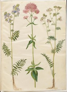 Polemonium caeruleum (Jakobsleiter); Centranthus ruber (Rote Spornblume)