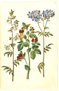 Polemonium caeruleum (Jakobsleiter); Lotus tetragonolobus (Spargelerbse) von Hans Simon Holtzbecker