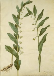 Polygonatum multiflorum (Großes Salomonssiegel); Polygonatum odoratum (Echtes Salomonssiegel)