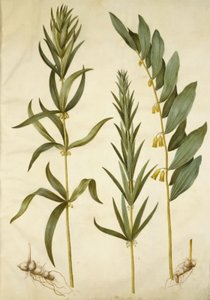 Polygonatum verticillatum (Quirlblättrige Weißwurz); Polygonatum multiflorum (Vielblütige Weißwurz) von Hans Simon Holtzbecker