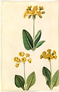 Primel ×polyantha (?); Schlüsselblume (?)