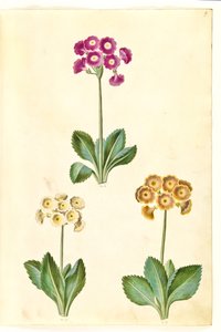 Primula ×pubescens (Garten-Aurikel)