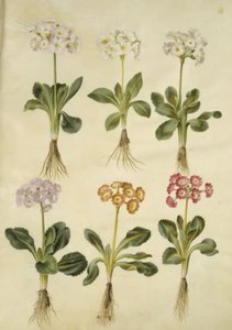 Primula ×pubescens (Garten-Aurikel) von Hans Simon Holtzbecker