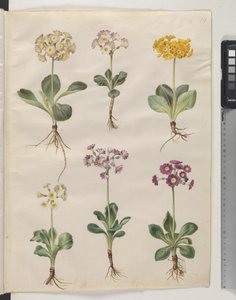 Primula ×pubescens Wulfen (Garten-Aurikel) von Hans Simon Holtzbecker