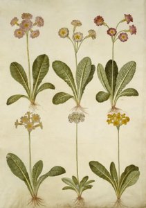 Primula veris (hybride Schlüsselblume); Primula farinosa (mehliger Schlüsselblume) von Hans Simon Holtzbecker