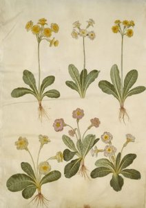 Primula veris (Hybrid der Hohlkragen-Schlüsselblume); Primula vulgaris (Hybrid der Großblütigen Schlüsselblume) von Hans Simon Holtzbecker