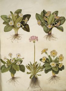 Primula vulgaris (Hybrid der großblumigen Schlüsselblume); Primula farinosa (Mehlprimel) von Hans Simon Holtzbecker
