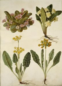Primula vulgaris (Karnevals-Schlüsselblume); Primula vulgaris (Hybrid der großblumigen Schlüsselblume); Primula veris (Hybrid der hohlen Schlüsselblume)