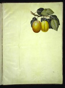 Prunus domestica (Pflaume) von Hans Simon Holtzbecker