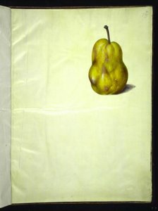 Pyrus communis (gewöhnliche Birne) von Hans Simon Holtzbecker