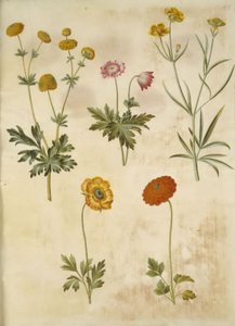 Ranunculus acris (Scharfer Hahnenfuß); Anemone nemorosa (Buschwindröschen); Ranunculus illyricus (Illyrischer Hahnenfuß); Ranunculus asiaticus (Asiatischer Hahnenfuß) von Hans Simon Holtzbecker