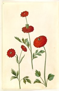 Ranunculus asiaticus (Garten-Ranunkel)