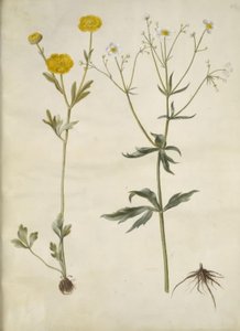 Ranunculus monspeliacus (Seiden-Ranunkel); Ranunculus aconitifolius (Eisenhutblättrige Ranunkel) von Hans Simon Holtzbecker