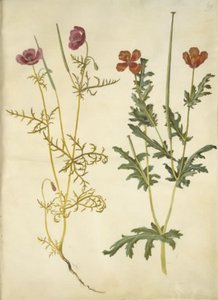 Roemeria hybrida (violette Hornmohn); Glaucium corniculatum (rote Hornschote)