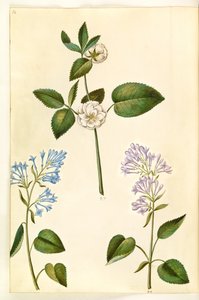 Rosa (?) (Rose); Syringa vulgaris (Gemeiner Flieder) von Hans Simon Holtzbecker