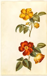 Rosa foetida (Gelbe Rose); Rosa foetida (Türkische Rose)