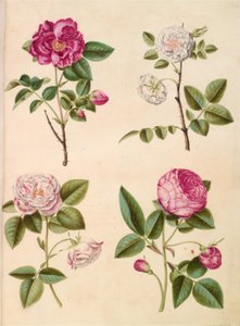 Rosa gallica (Apothekerrose); Rosa ×alba (weiße Rose); Rosa gallica (Rosa Mundi); Rosa ×centifolia (Zentifolienrose) von Hans Simon Holtzbecker