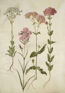 Saxifraga paniculata (Klippen-Steinbrech); Silene viscaria (Gemeines Leimkraut); Silene armeria (Knäuel-Leimkraut)