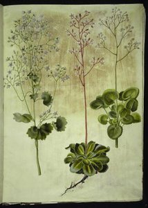 Saxifraga rotundifolia (Rundblättriger Steinbrech); Saxifraga umbrosa (Schatten-Steinbrech); Saxifraga geum (Porzellanblume) von Hans Simon Holtzbecker