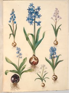 Scilla bifolia (Zweiblättriger Blaustern); Hyacinthus orientalis (Gewöhnliche Hyazinthe); Scilla amoena (Himmelblauer Blaustern)