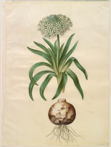 Peruanische Schilla (Riesen-Schilla)