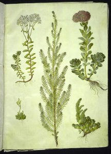 Sedum album (weiße Fetthenne); Sedum anacampseros (rundblättrige Fetthenne); Sedum (Fetthenne); Suaeda vera (Busch-Strandgänsefuß); Sedum rupestre (Berg-Fetthenne) von Hans Simon Holtzbecker