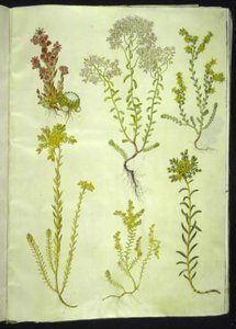 Sempervivum arachnoideum; Sedum album; Sedum acre; Sedum rupestre; Sedum sexangulare von Hans Simon Holtzbecker