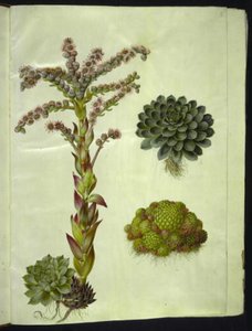Sempervivum tectorum (gewöhnliche Hauswurz); Sempervivum montanum (Berg-Hauswurz) von Hans Simon Holtzbecker