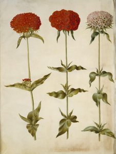 Silene chalcedonica (brennende Liebe) von Hans Simon Holtzbecker