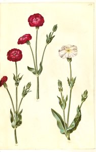Silene coronaria (Kranz-Leimkraut) von Hans Simon Holtzbecker