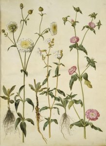 Silene latifolia (Abend-Leimkraut); Silene dioica (Tag-Leimkraut)