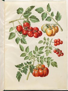Solanum lycopersicum L. (Tomate)