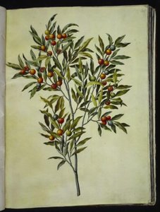 Solanum pseudocapsicum (Jerusalem-Korallenbeere)