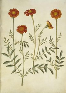 Tagetes patula (ausgebreitete Samtblume)