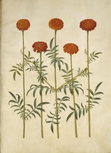 Tagetes patula (Sammetblume)