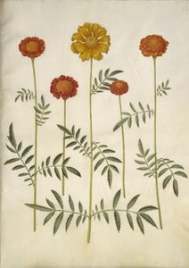 Tagetes patula (Sammetblume)