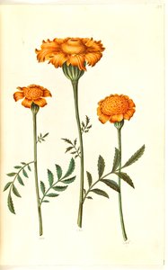 Tagetes patula (Niedrige Studentenblume)