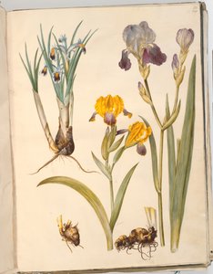 Titel: Iris persica (persische Iris); Iris variegata (bunte Iris); Iris ×sambucina (Holunder-Iris)