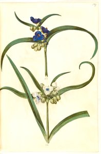 Tradescantia virginiana oder Tradescantia ohiensis (?) (Blumenjude) von Hans Simon Holtzbecker