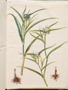 Tradescantia virginiana oder Tradescantia ohiensis (Blumenjude oder Ohio-Blumenjude) von Hans Simon Holtzbecker