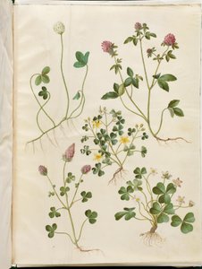 Weiß-Klee; Rot-Klee; Niederliegender Sauerklee; Blut-Klee; Wald-Sauerklee