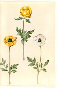 Trollius europaeus (europäische Trollblume); Ranunculus asiaticus (Garten-Ranunkel) von Hans Simon Holtzbecker