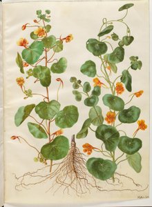 Tropaeolum minus (kleine Kapuzinerkresse)