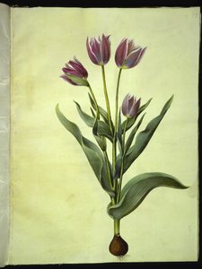 Tulipa gesneriana (Gartentulpe) von Hans Simon Holtzbecker