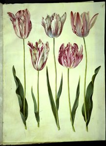 Tulipa gesneriana (Gartentulpe) von Hans Simon Holtzbecker