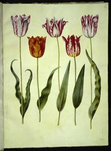 Tulipa gesneriana (Gartentulpe)